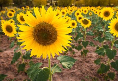 Ny familiemedlem - Hverdags Gourmet vokser